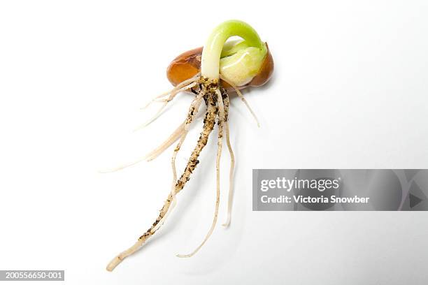 Pulling Up Rots Pulling Up Roots Photos and Premium High Res Pictures - Getty Images