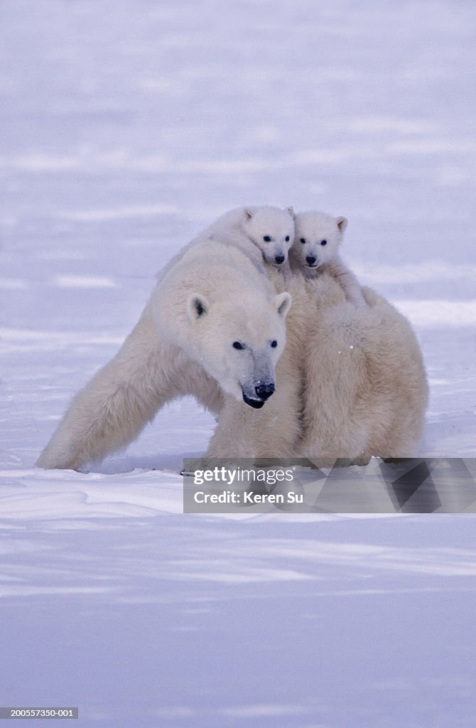 Polar bear (Ursus maritimus) mother with two cubs on snow