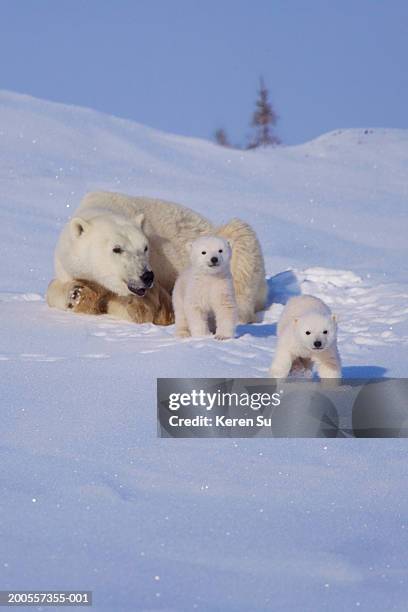 polar bear (ursus maritimus) mother with two cubs on snow - cub bildbanksfoton och bilder