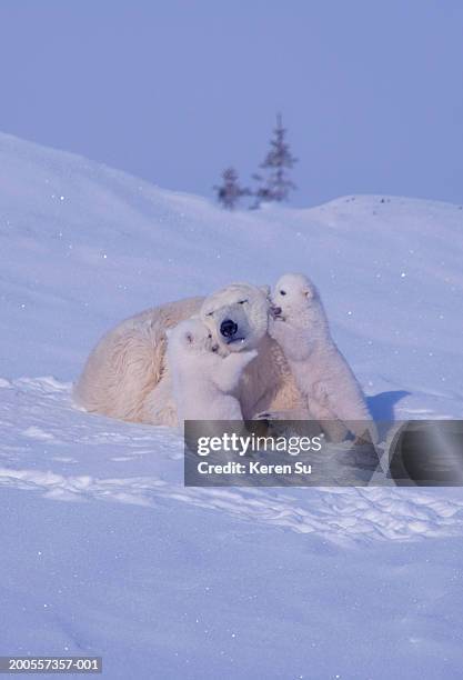 polar bear (ursus maritimus) mother with two cubs on snow - raubtier stock-fotos und bilder