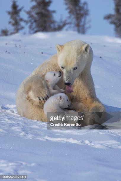 polar bear (ursus maritimus) mother with two cubs on snow - cubs stock pictures, royalty-free photos & images