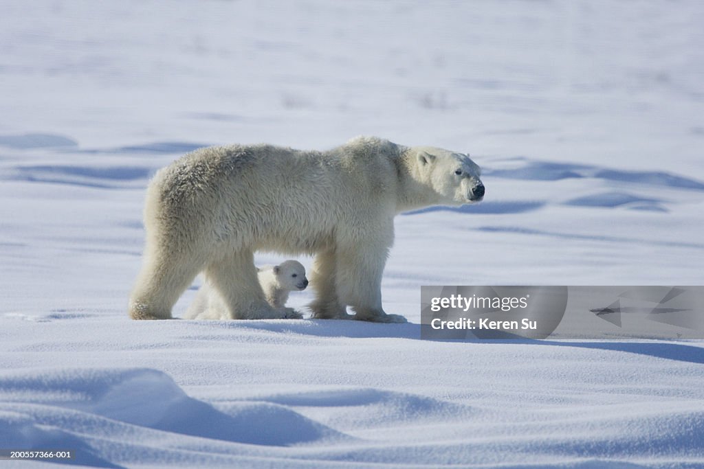 Polar bear (Ursus maritimus) mother with cub on snow