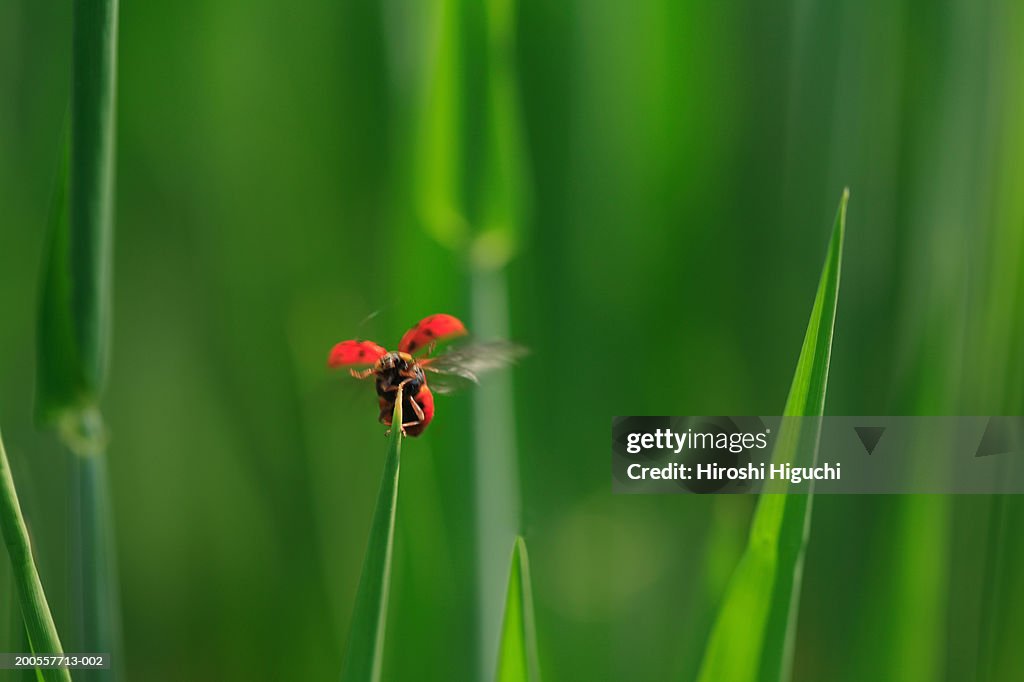 Ladybird on blade of grass, close-up