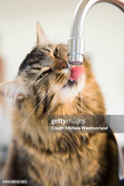 cat drinking from kitchen faucet, close-up - cat drinking water stock pictures, royalty-free photos & images