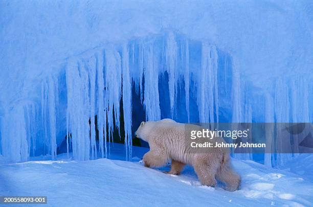 polar bear (ursus maritimus) entering ice cave - hibernation - fotografias e filmes do acervo