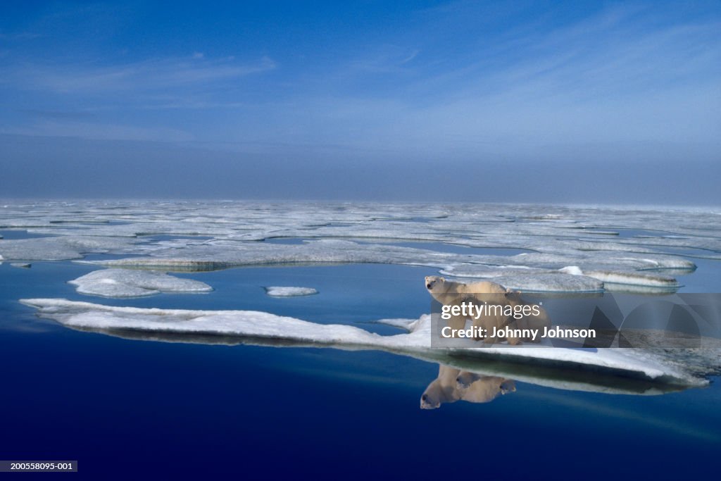 Polar bear mother (Ursus maritimus) and cubs on ice floe