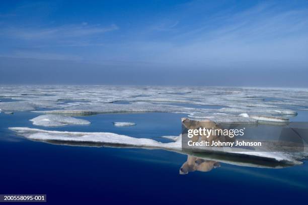 polar bear mother (ursus maritimus) and cubs on ice floe - arctic ocean foto e immagini stock