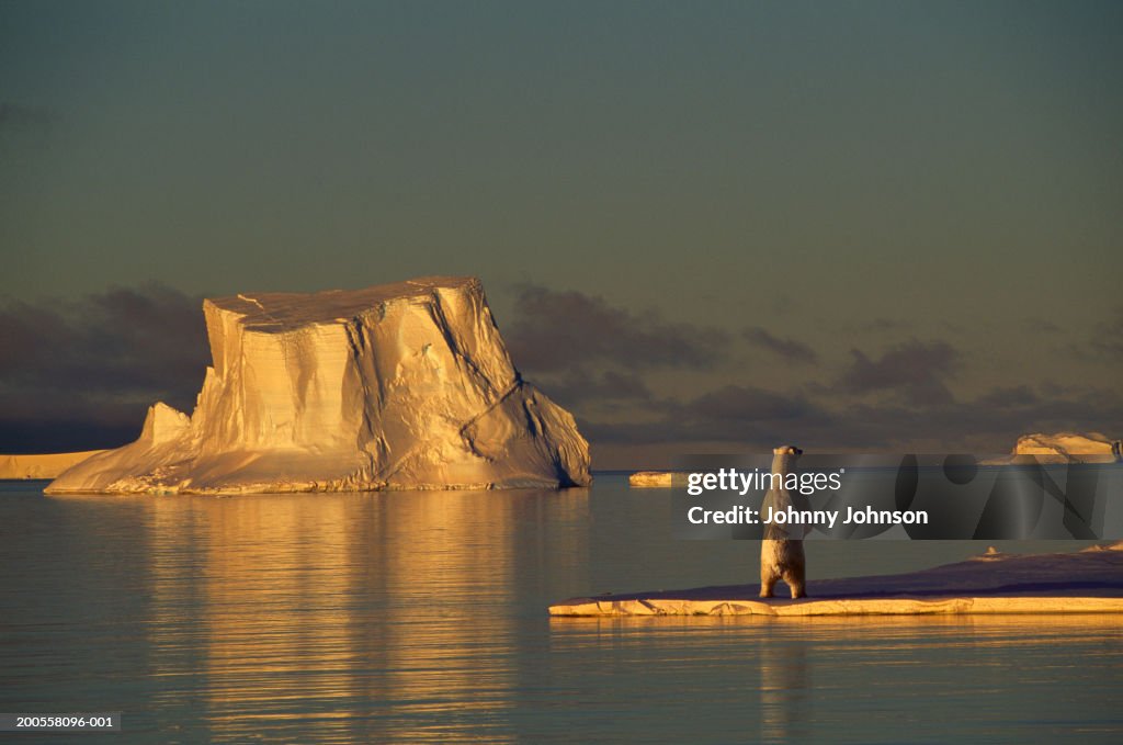 Polar bear (Ursus maritimus) on ice floe, sunset