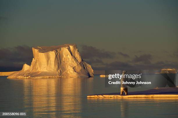 polar bear (ursus maritimus) on ice floe, sunset - arctic ocean stockfoto's en -beelden