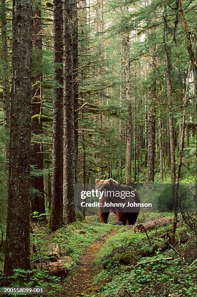 brown bear (ursus arctos) walking on trail in rainforest - braunbär stock-fotos und bilder