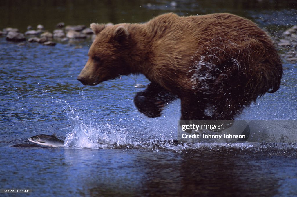 Grizzly bear (Ursus arctos) chasing salmon, Southcentral Alaska, USA