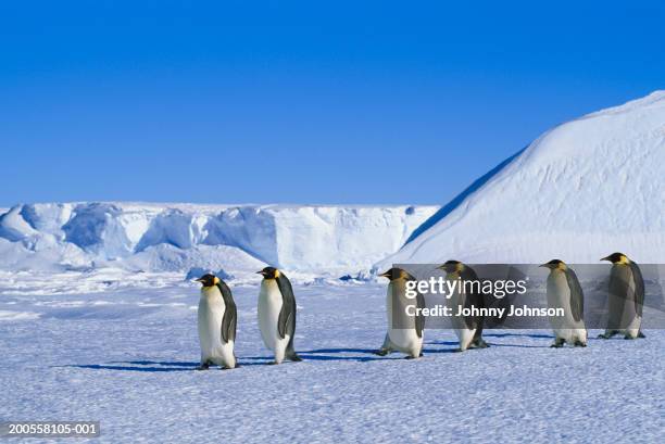 emperor penguins (aptenodytes forsteri) traveling over pack ice - antarctica emperor penguin foto e immagini stock