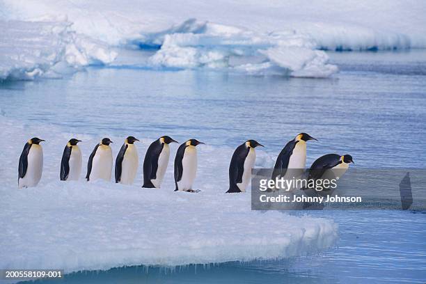 emperor penguins (aptenodytes forsteri) line up at water's edge - taking the plunge stock-fotos und bilder