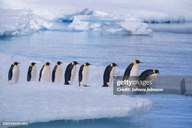 emperor penguins (aptenodytes forsteri) line up at water's edge - antarctica emperor penguin foto e immagini stock