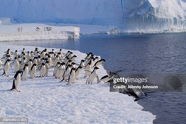 adelie penguins (pygoscelis adeliae) leap into ocean from the fast ice - adelie penguin stock-fotos und bilder