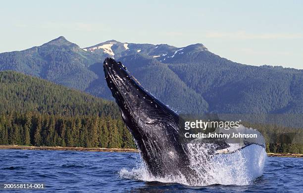 humpback whale (megaptera novaeangliae) breaching - whale jumping stock pictures, royalty-free photos & images