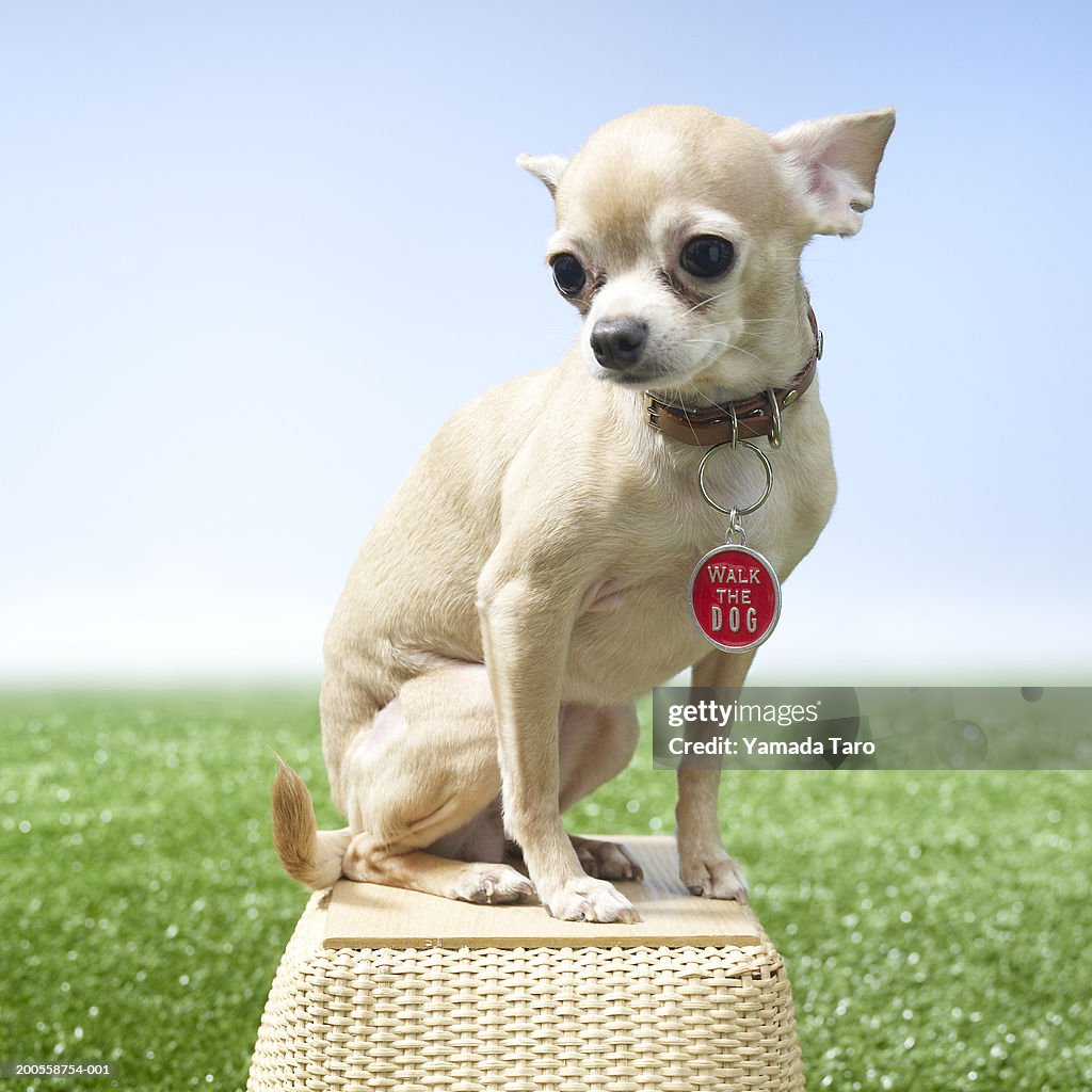 Dog sitting on basket
