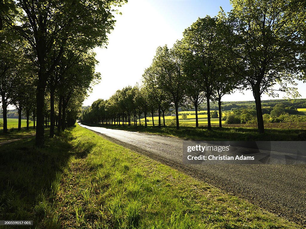 Treelined road across rural landscape