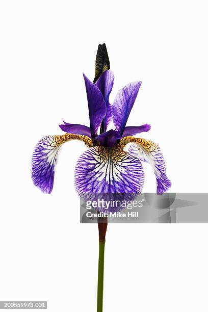 iris (iris sibirica) close-up - iris plant stock pictures, royalty-free photos & images