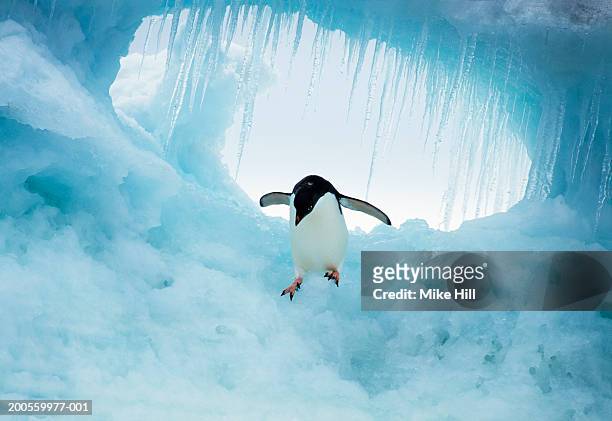 adelie penguin on iceberg - antarctic peninsula stock pictures, royalty-free photos & images