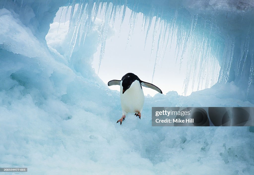 Adelie penguin on iceberg