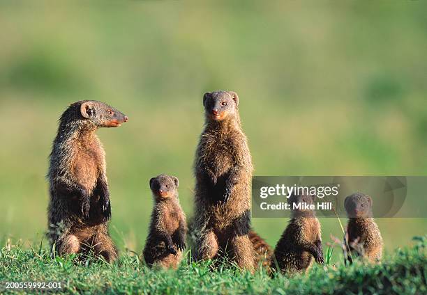 family of banded mongoose (mungos mungo) - mongoose stock pictures, royalty-free photos & images