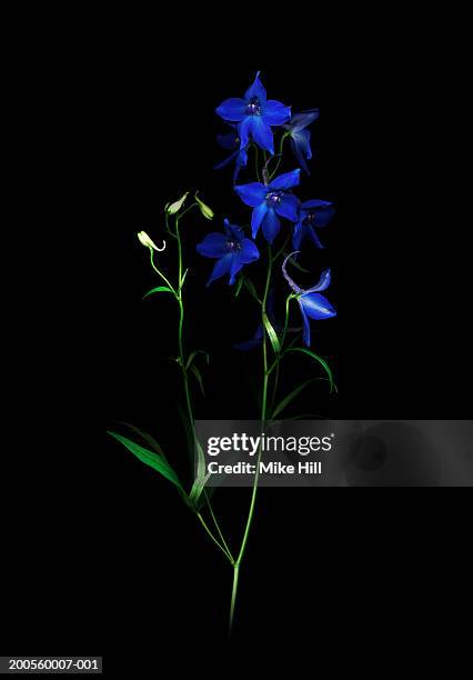 blue delphinium against black background - riddarsporresläktet bildbanksfoton och bilder