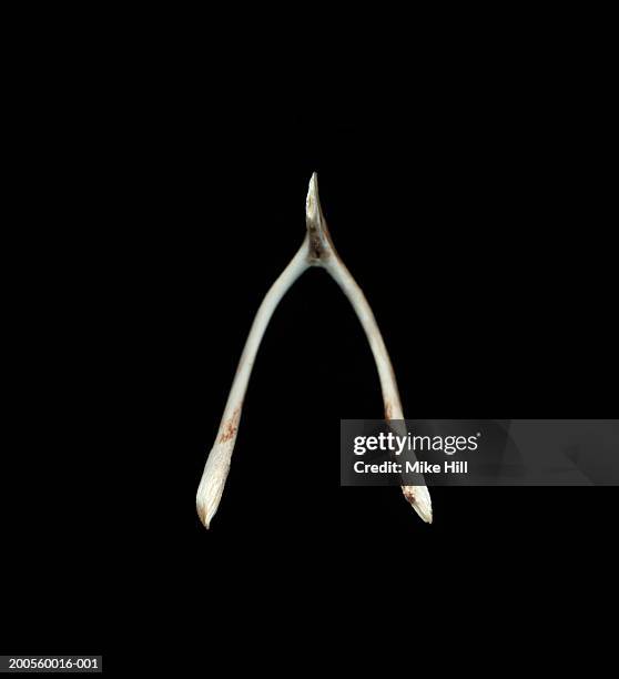 chicken wishbone against black background - wishbone ストックフォトと画像