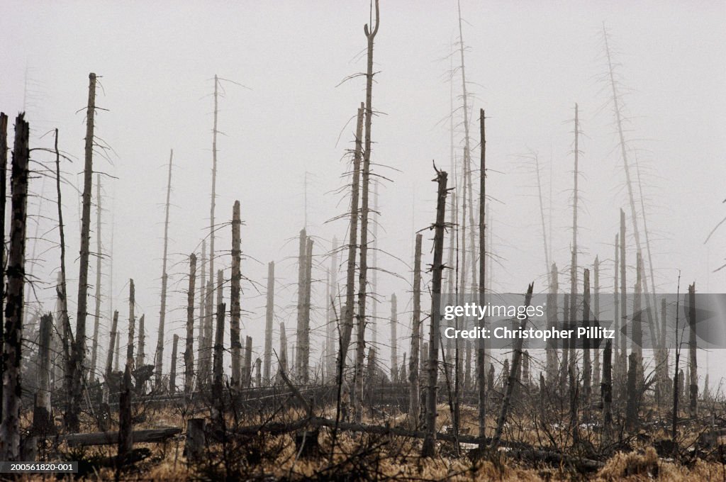 Poland, Karkonosze mountains, dead forest from Acid rain pollution