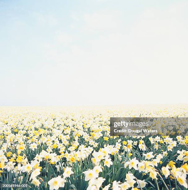 field of daffodils - daffodil field stock pictures, royalty-free photos & images