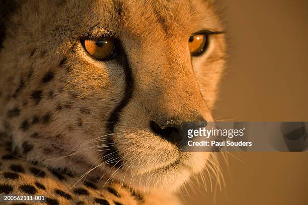 cheetah (acinonyx jubatas), close-up, sunset - cheetah foto e immagini stock