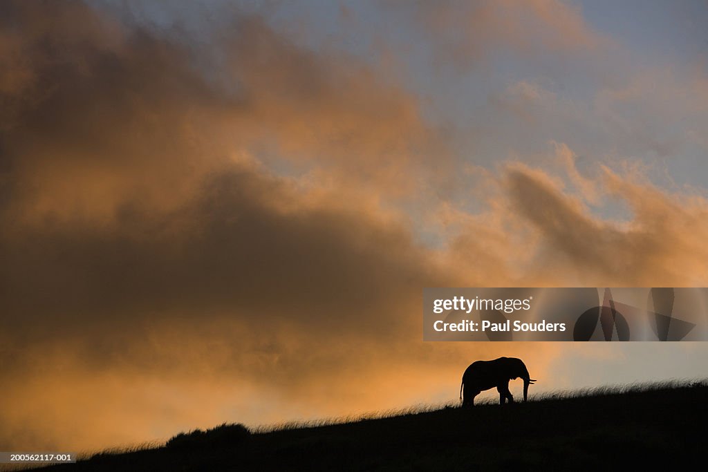 African elephant (Loxodonta africana) standing on ridge at sunset