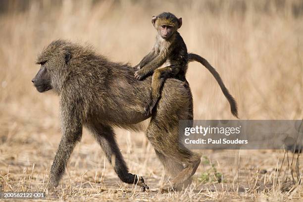 olive baboon (papio cynocephalus) carrying baby on back, side view - anubis stock pictures, royalty-free photos & images