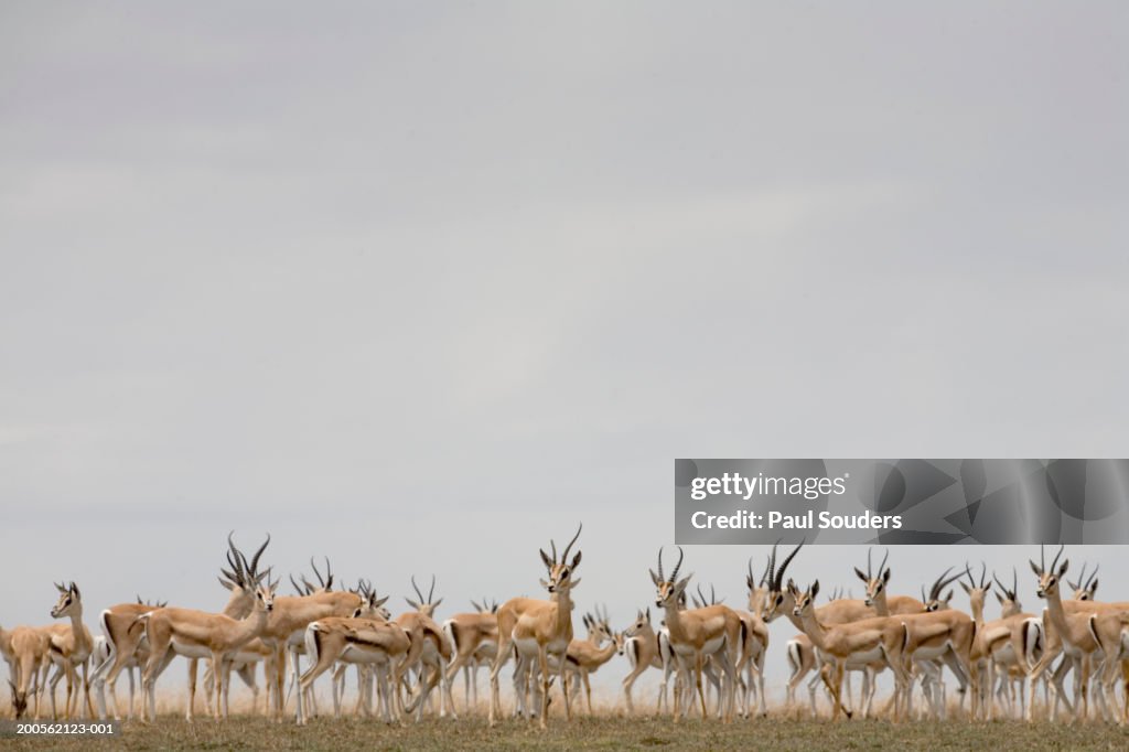 Tanzania,Serengeti Nat. Park,Thomson's gazelle herd (Gazella thomsonii)