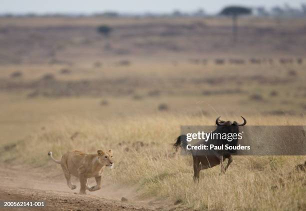 lioness (panthera leo) chasing wildebeest (connochaetes taurinus) - lion hunting stock pictures, royalty-free photos & images