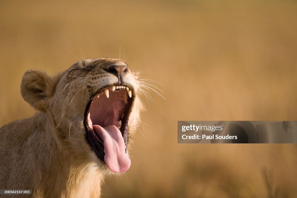 Lion (Panthera leo) cub with open mouth, close-up