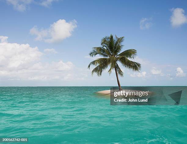 lone palm tree on small island - island foto e immagini stock