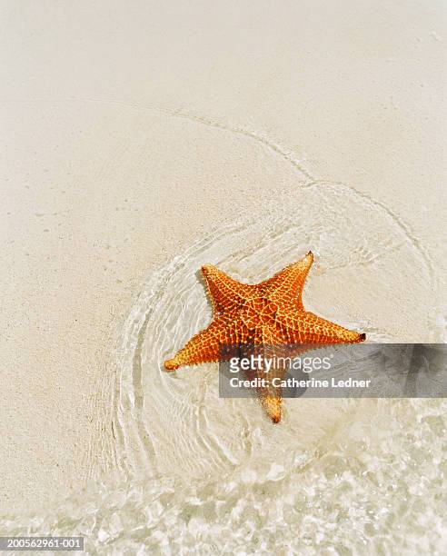 orange starfish on sandy seashore, high angle view - starfish 個照片及圖片檔