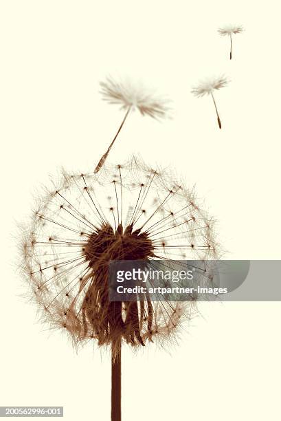 dandelion (taraxacum officinale) seeds blowing away, close-up - dandelion greens stock pictures, royalty-free photos & images