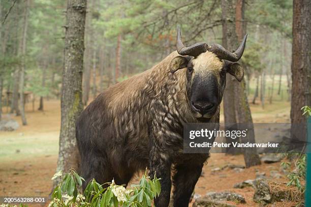 bhutan, thimphu, takin standing by trees - takin stock pictures, royalty-free photos & images