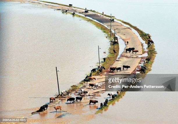 cattle on road between flooded fields, aerial view - africa road stock pictures, royalty-free photos & images