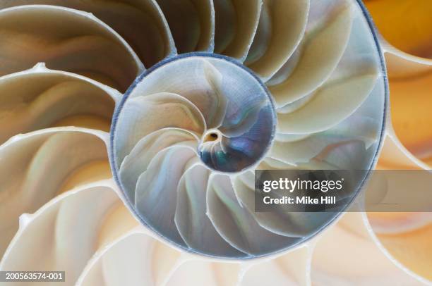 spiral pattern of nautilus shell, close-up - nautilus shell stock pictures, royalty-free photos & images