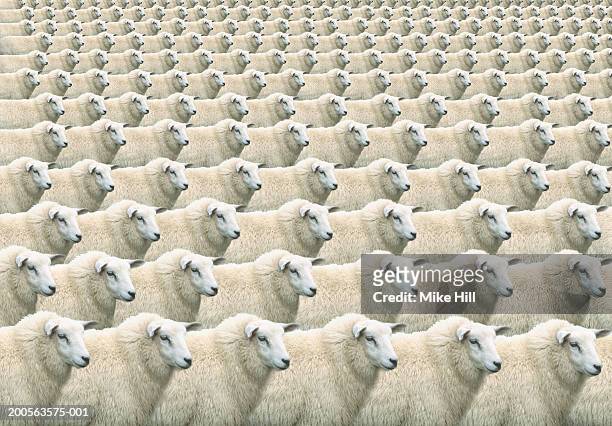digital composite of flock of identical sheep, full frame - wiederholung stock-fotos und bilder