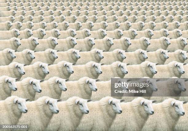 digital composite of flock of identical sheep, full frame - multiplication photos et images de collection