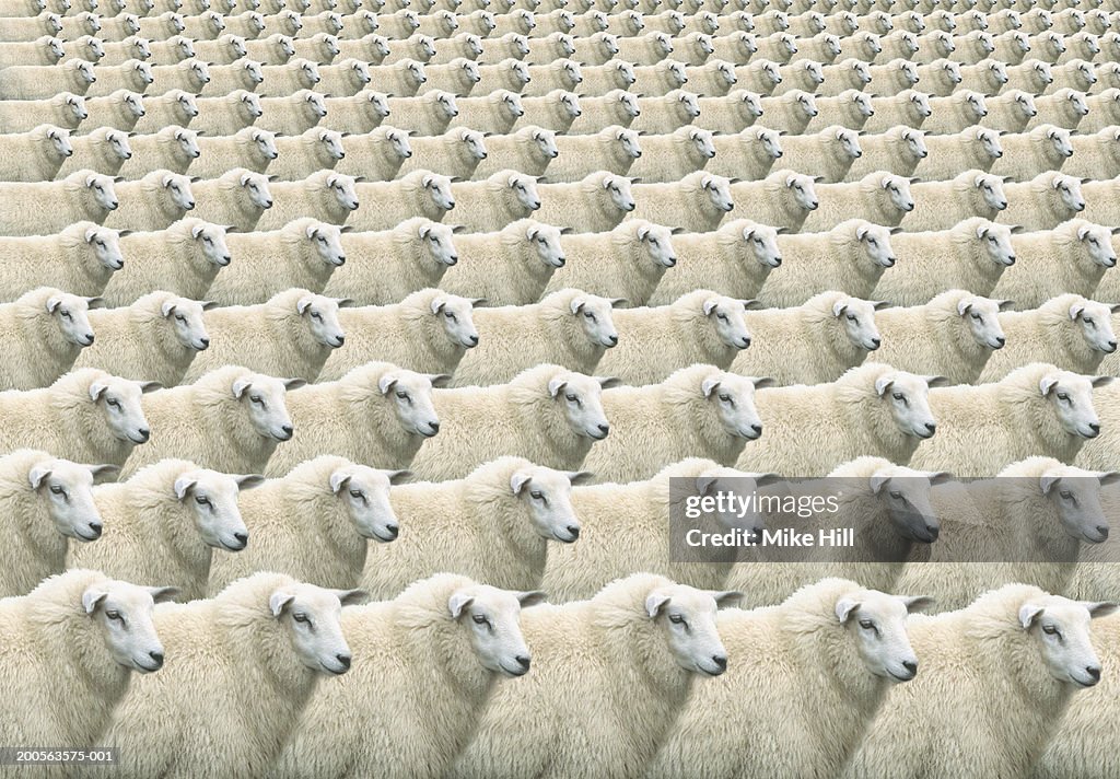 Digital composite of flock of identical sheep, full frame