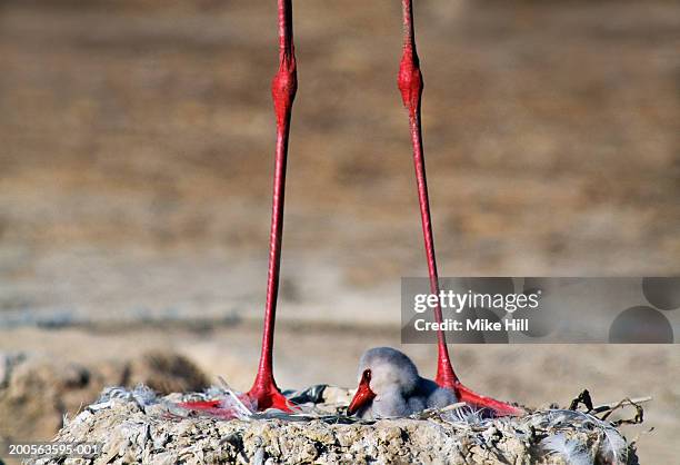 greater flamingo chick on the nest beneath standing mother's legs - greater flamingo stock pictures, royalty-free photos & images