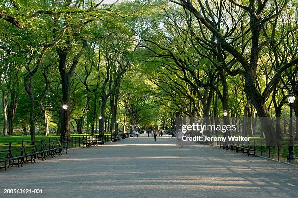 usa, new york, central park, path along avenue of trees - central park fotografías e imágenes de stock