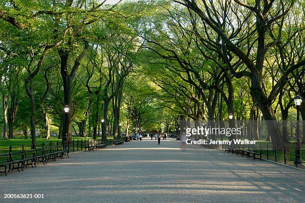 usa, new york, central park, path along avenue of trees - central park new york stock pictures, royalty-free photos & images