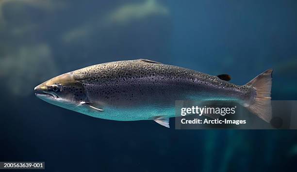 coho salmon underwater - swimming underwater stock pictures, royalty-free photos & images