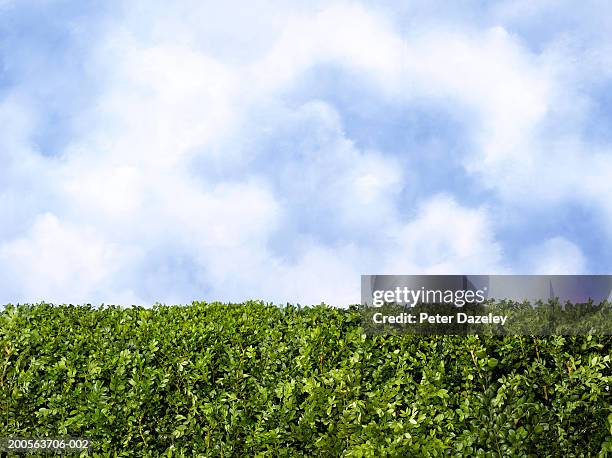 box hedge against sky background - hecke stock-fotos und bilder